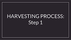 Step 1: Harvesting Process