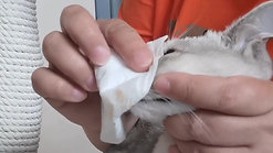 Как помазать глаза кошке
