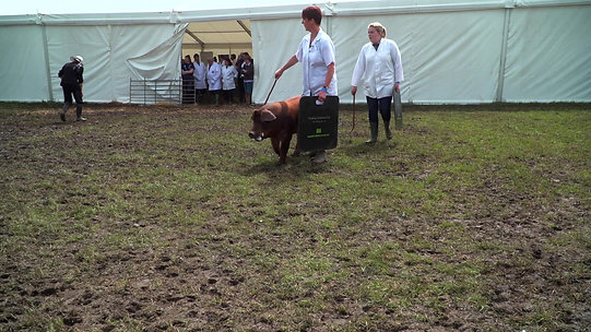 The Royal Cheshire Show 2019 Highlights