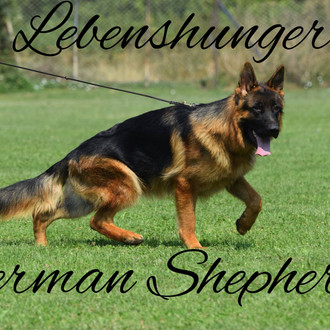 Lebenshunger German Shepherds. Breeder & Puppies For Sale in Maine
