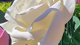 Le rose bianche