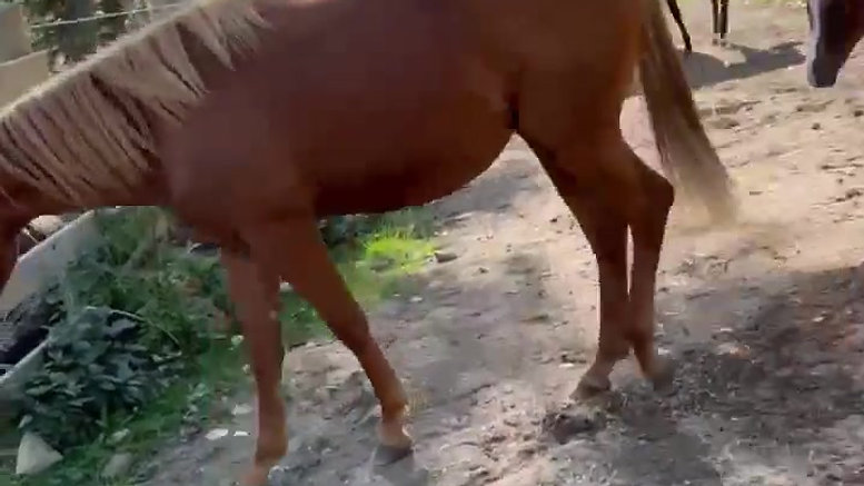 Foal video Aug 22-1