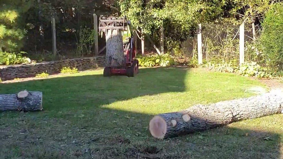 Tree job Oct 19 2018-2