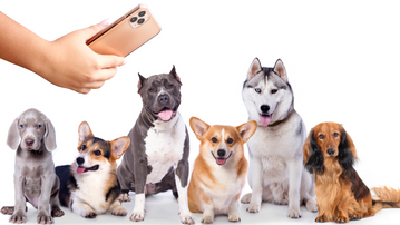 Sohum's Dog Breed Identifying IOS App