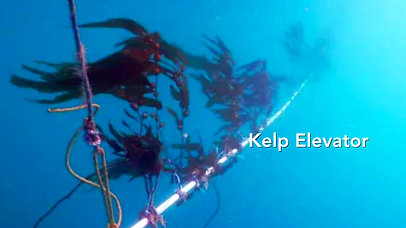 Transforming Kelp into Jef Fuel with Diane Young Kim