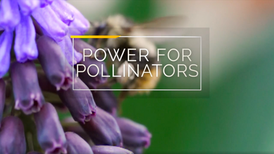 Power For Pollinators