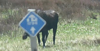 Moose near Gould