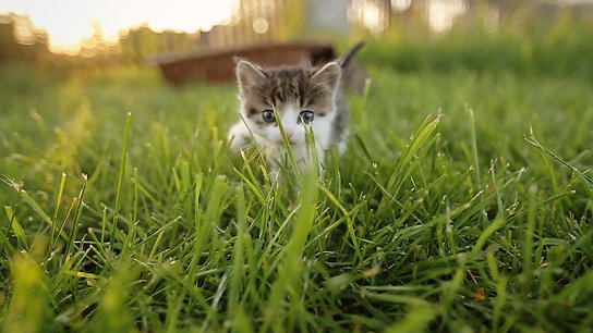 three-cute-kittens-walking-on-the-grass