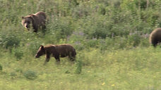 Grizzlies in the Wildflowers