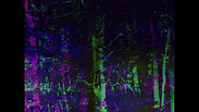 RGB forest